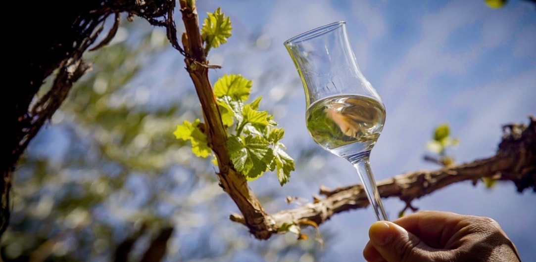 Devil Proof Vineyards Releases Its 2024 Sonoma Malbec — and the Season Mirrors the Vintage That Won the Judgment of Paris