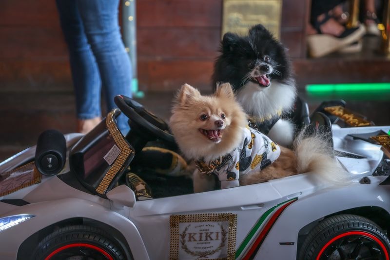 Two Pomeranians in a branded toy car at Kiki on the River