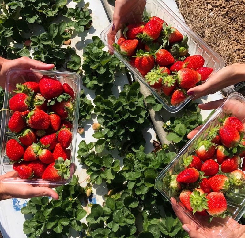 Knaus Berry Farm Opens October 13 for Its 70th Season — With U-Pick Strawberries and Online Ordering