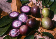 fruit6