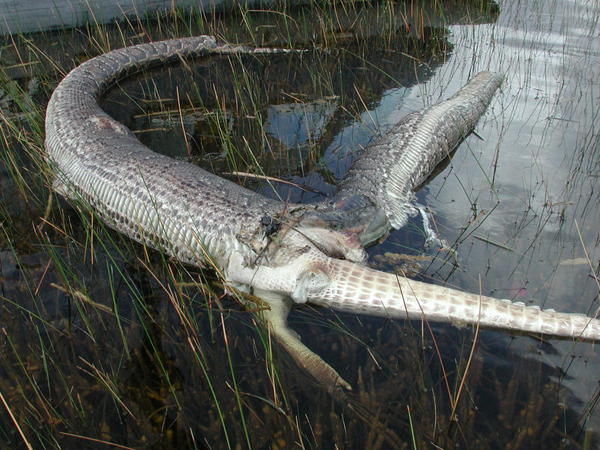 mega python vs gatoroid tiffany nude