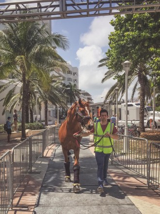 LGCT. Top groom Sean Lynch leads Citizenguard Taalex to his stable in Miami Beach