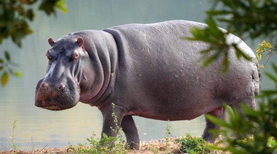 Find once-captive, now wild hippos in Colombia