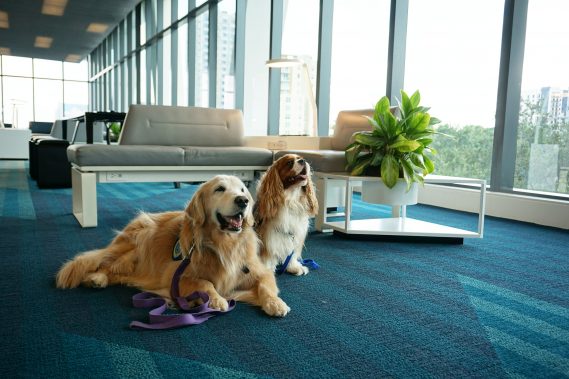 Therapy Dogs to Bring Joy and Stress Relief to Brightline Riders for World Mental Health Day