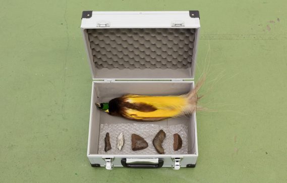 Residuals (a)’, 2018, by Zac Langdon-Pole 2018, aluminium tool case, Greater Bird of Paradise taxidermy re-prepared with legs removed, two o-cut pieces of Muonionalusta meteorite (ne octahedrite, from Sweden), three o-cut pieces of Nantan meteorite (coarse octahedrite, from Peoples Republic of China)