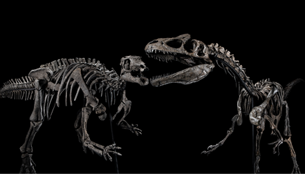 Camptosaur and Allosaur skeletons presented by Jason Jacques Gallery ©Jason Jacques Gallery.