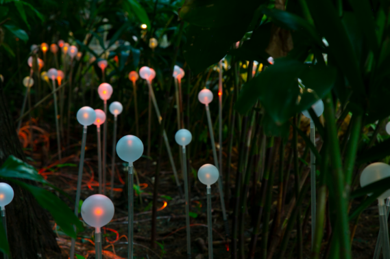 Bruce Munro: Forest and Field of Light