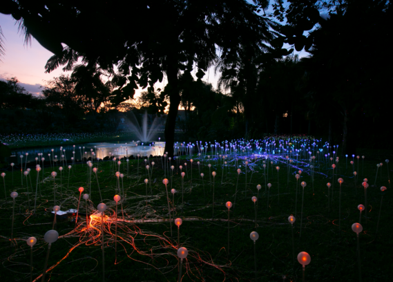 Bruce Munro: Forest and Field of Light