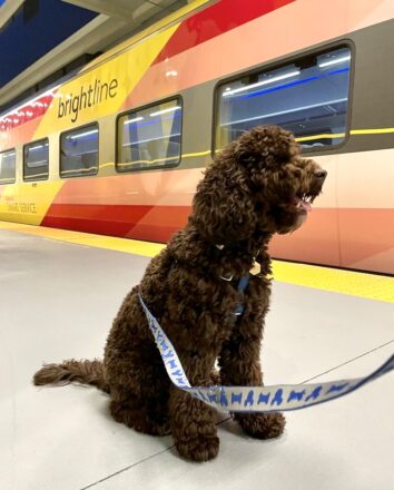 Brightline Celebrates National Dog Day with a Week of Festivities