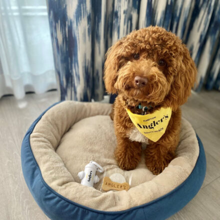 Water bowls and pet beds are delivered for in-room use, plus, all dogs leave with a Kimpton Angler’s-branded bandana and treats! Photo Credit: Kimpton Angler's.