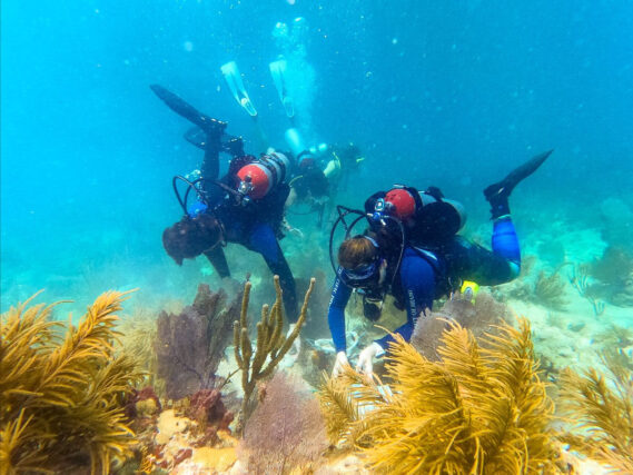 Guests of Kimpton Angler's South Beach can now participate in this citizen science effort and dive, snorkel or ride along as part of this unique hands-on, in-the-field experience.