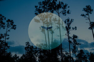 Image: Celestial vulture (pinelands), Courtesy of Onajide Shabaka and Emerson Dorsch Gallery