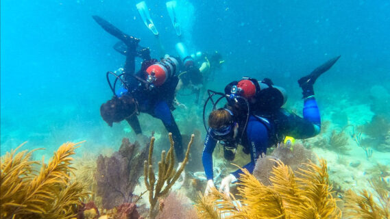 Guests can ride-along, snorkel or dive to depths of 25 feet to visit the Angler's Reef restoration site.