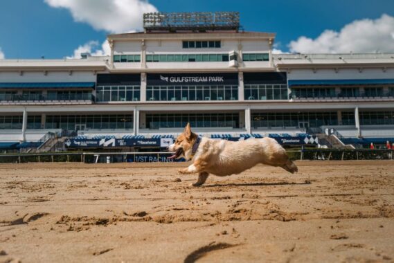 Coastal Corgi Classic (Credit: Gulfstream Park)